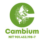 cambium